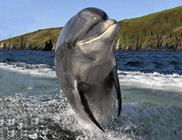 Δελφίνια: Οι Σύντροφοι του Ανθρώπου